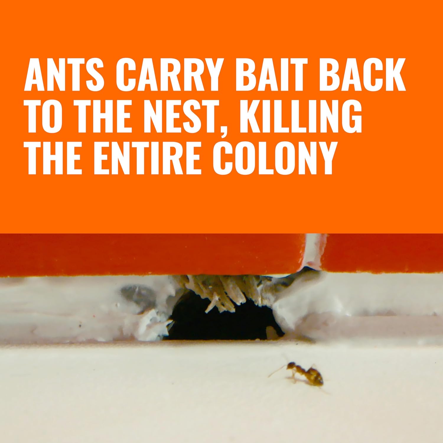 🟢  Ant Killer Bait Stations T300B - Liquid Bait to Eliminate Ants - Bait System - 12 Count Stations for Effective Indoor Ant Control